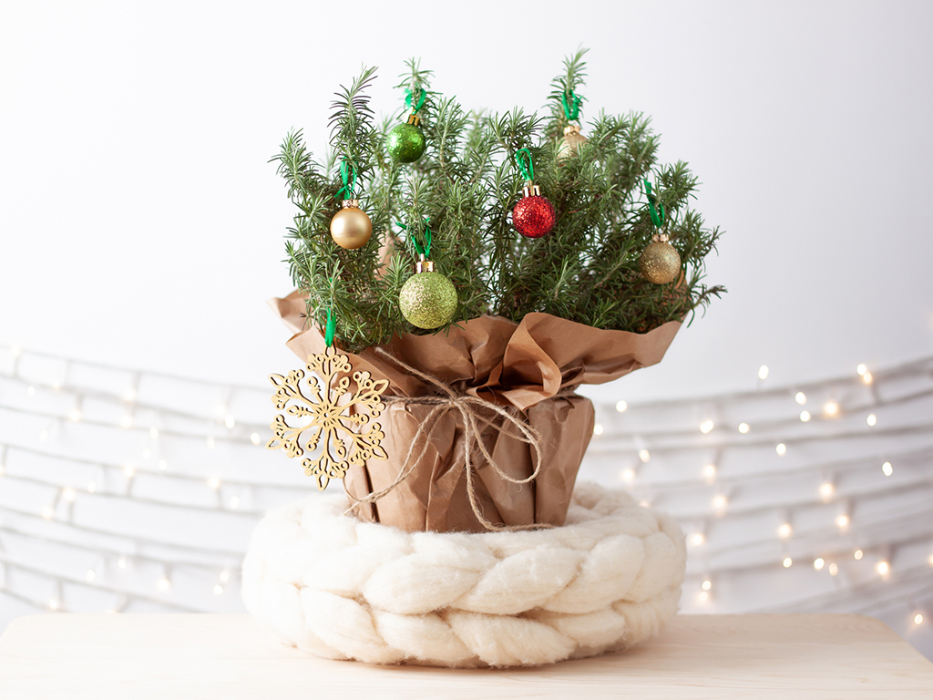 Holiday Plants Holiday Plants