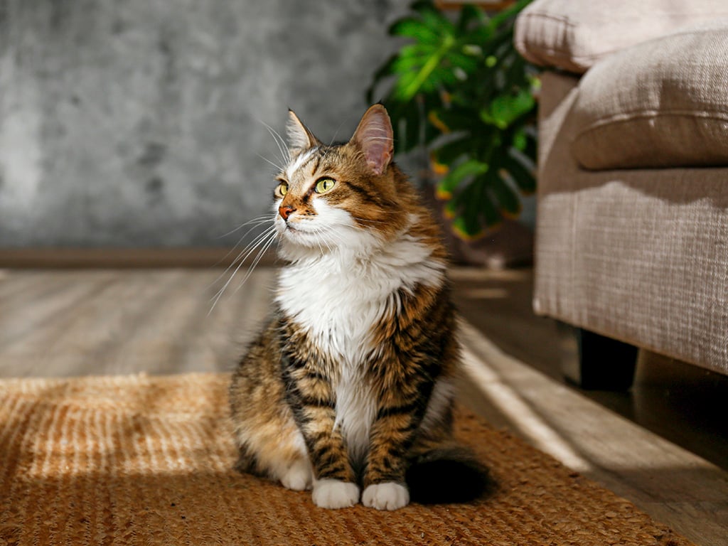 Cat-Friendly Home (1)