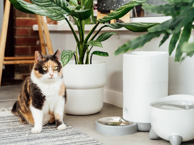 4 Tips For A Cat-Friendly Home - Hawaii Home + Remodeling