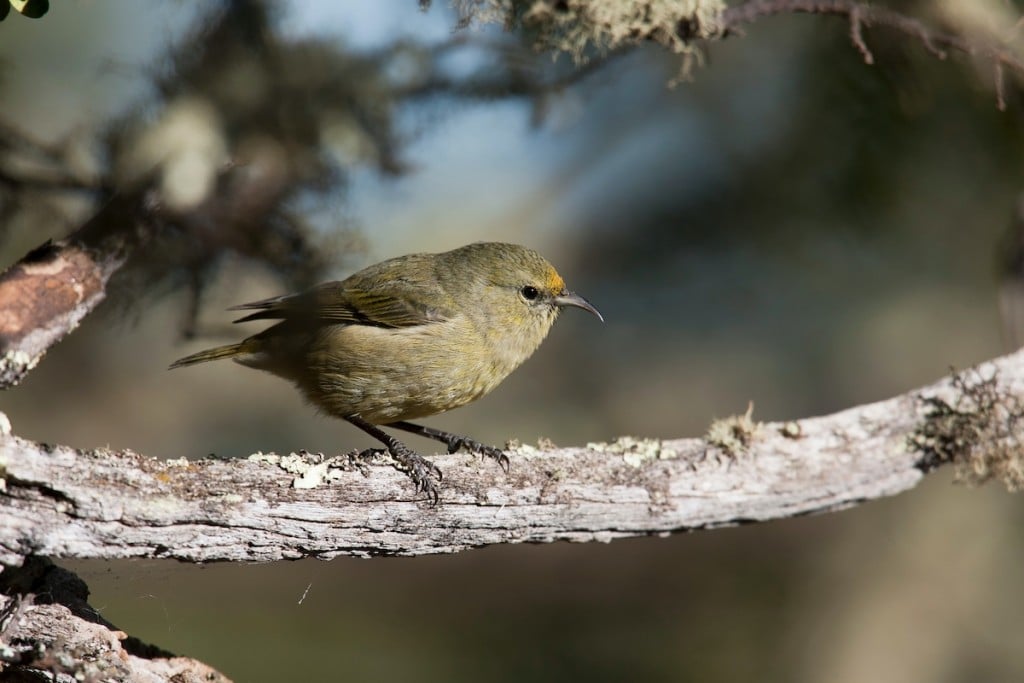 Hawaiʻi Birding Trails