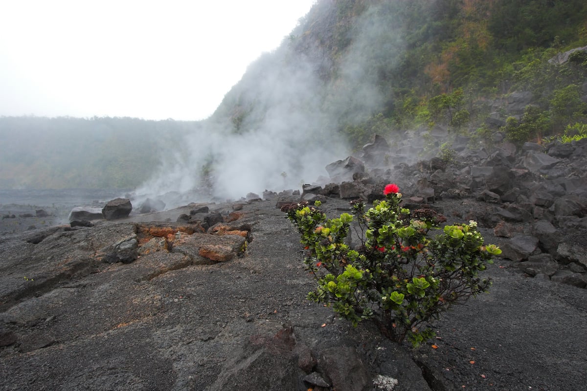 5 Things You Need To Know About The ʻŌhiʻa Lehua Tree - Hawaii Magazine