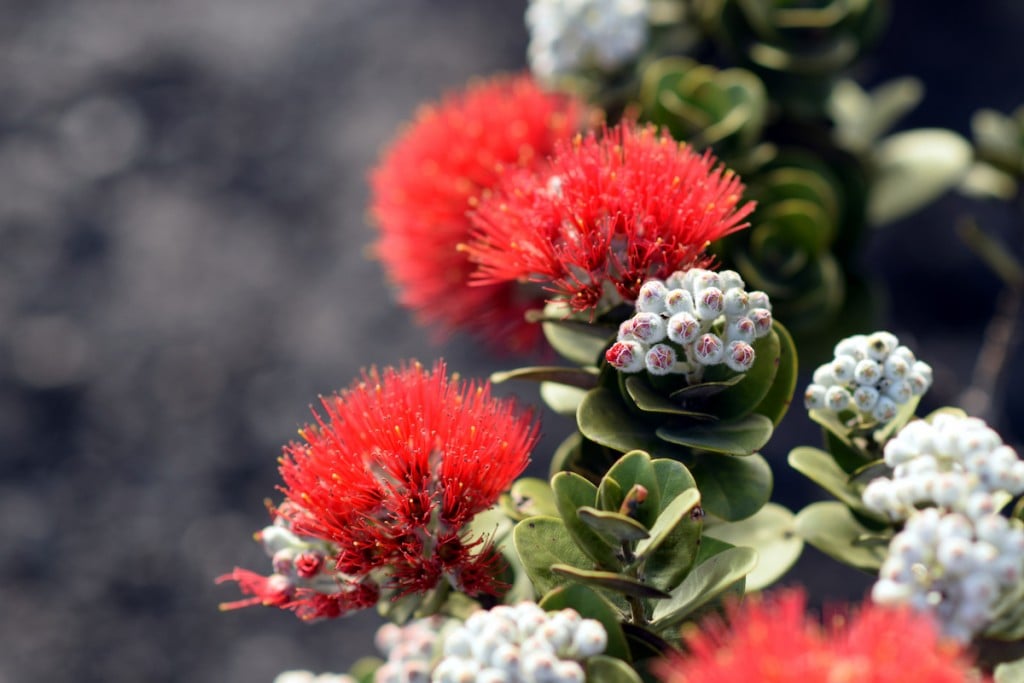 Blazing Blooms Of Ohia Flowers