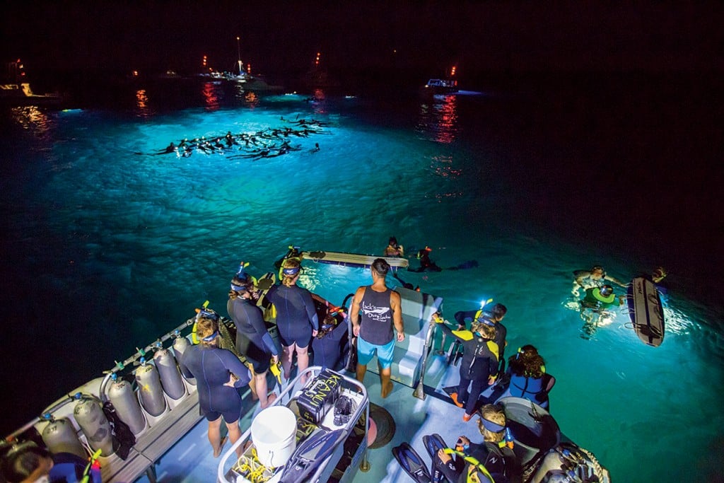 manta ray diving hawaii