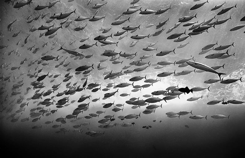 wayne-levin-underwater-photography-hawaii