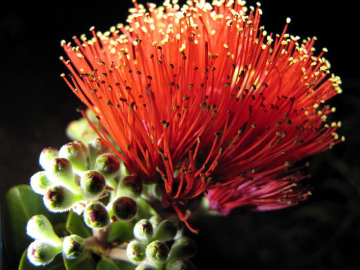 ohia lehua hawaii