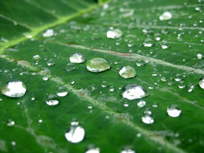 hawaiian rain names