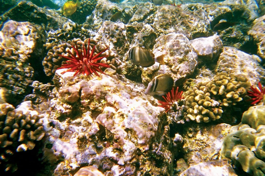 wildlife kealakekua bay