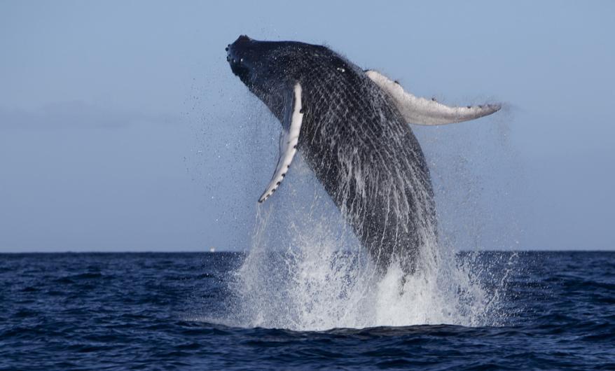 Here's video of Hawaii's first humpback whale sighting of the season