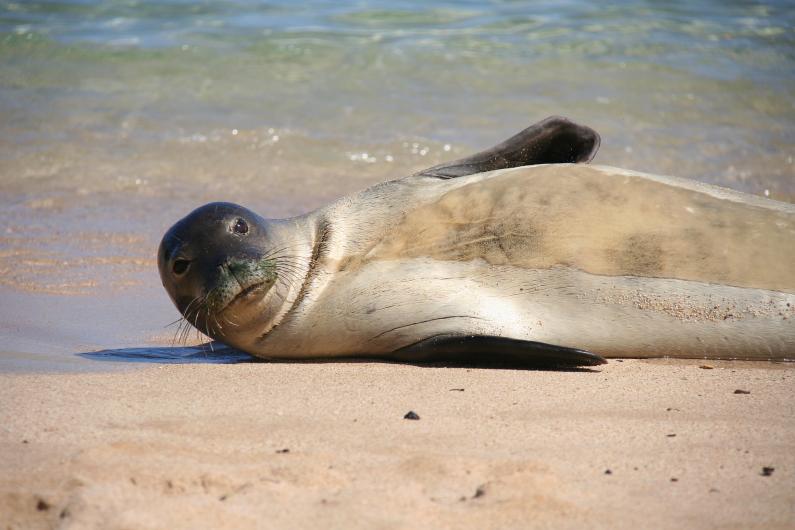 hawaii ocean animals