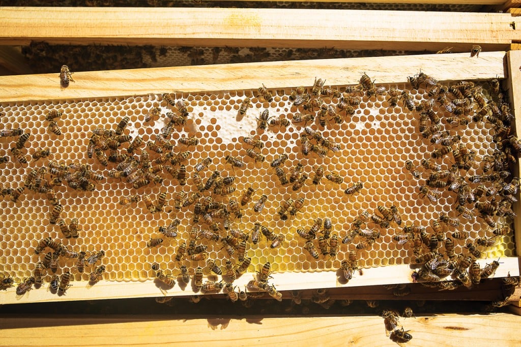 Queen Bee Saskatraz Shipped Mann Lake Ltd