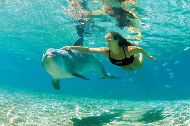 people swimming with dolphins underwater