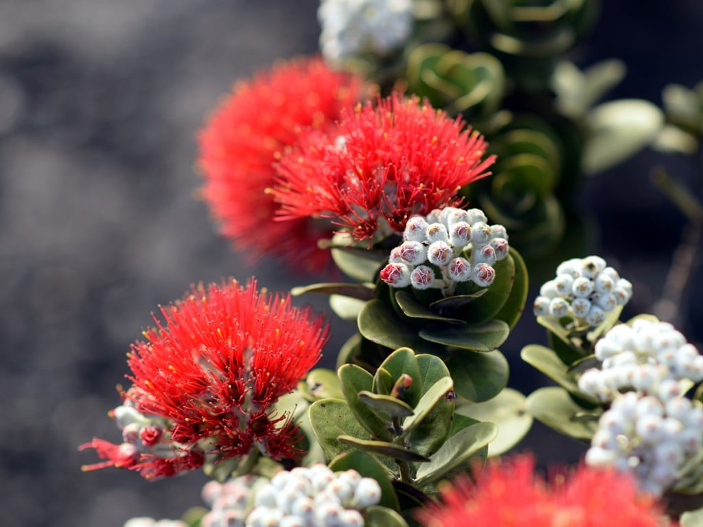 5 Things You Need To Know About The ʻōhiʻa Lehua Flower Hawaii Magazine