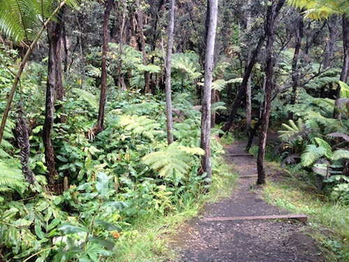 Halemaumau Trail with kahili on left