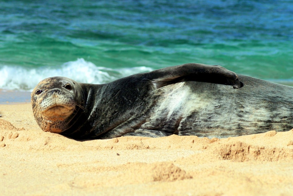 hawaiian monk seal