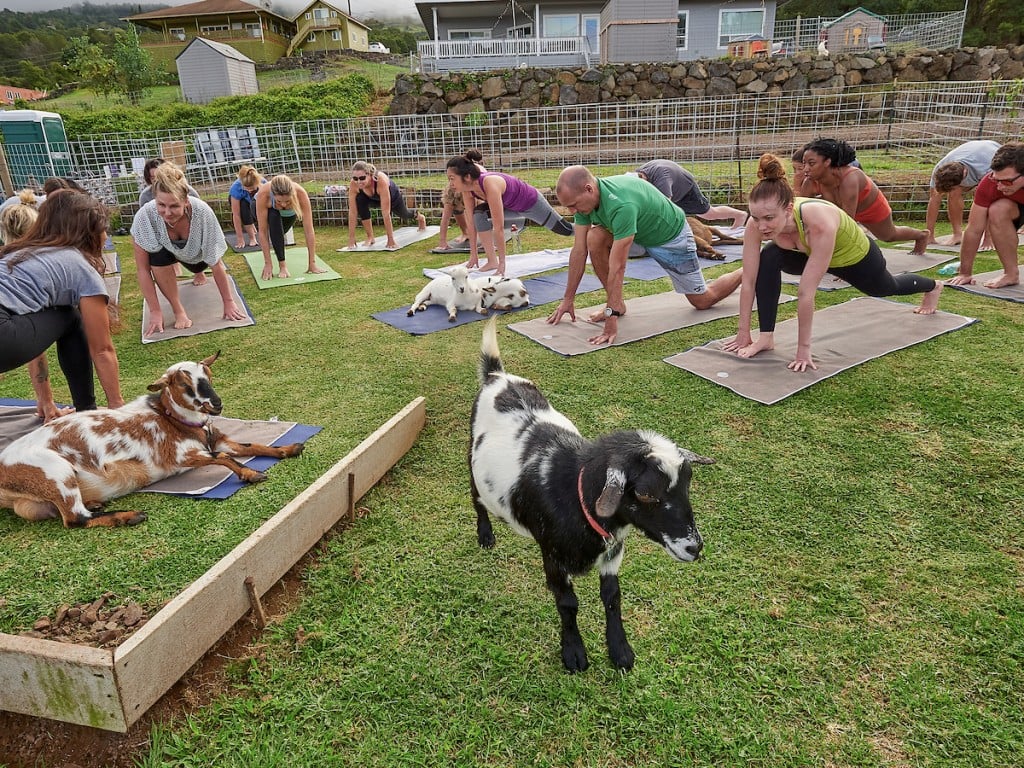 5 Kauai Yoga Classes and Retreats for Every Style - Hawaii Magazine