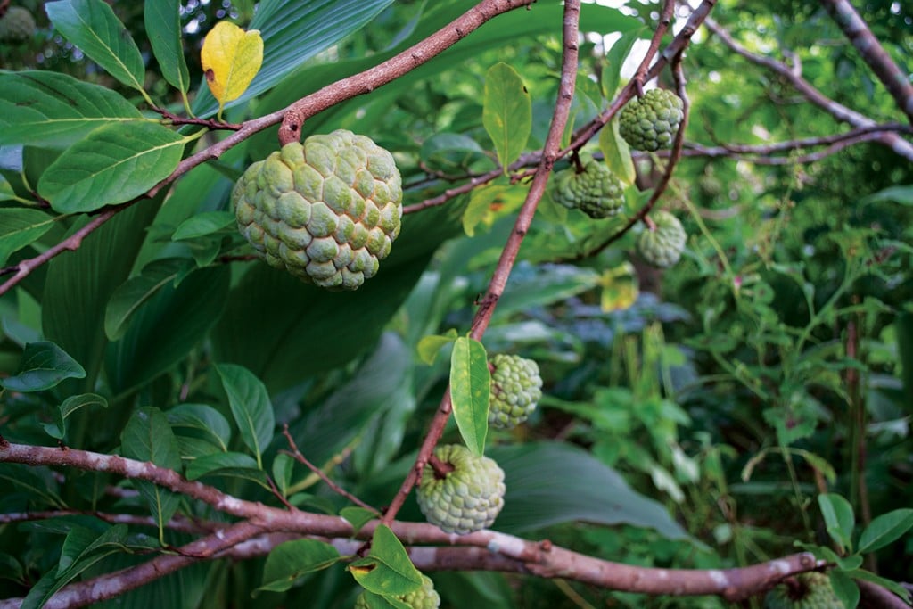 sugar apple tree