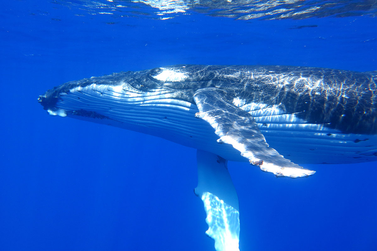 The cultural significance of whales in Hawaii Hawaii Magazine