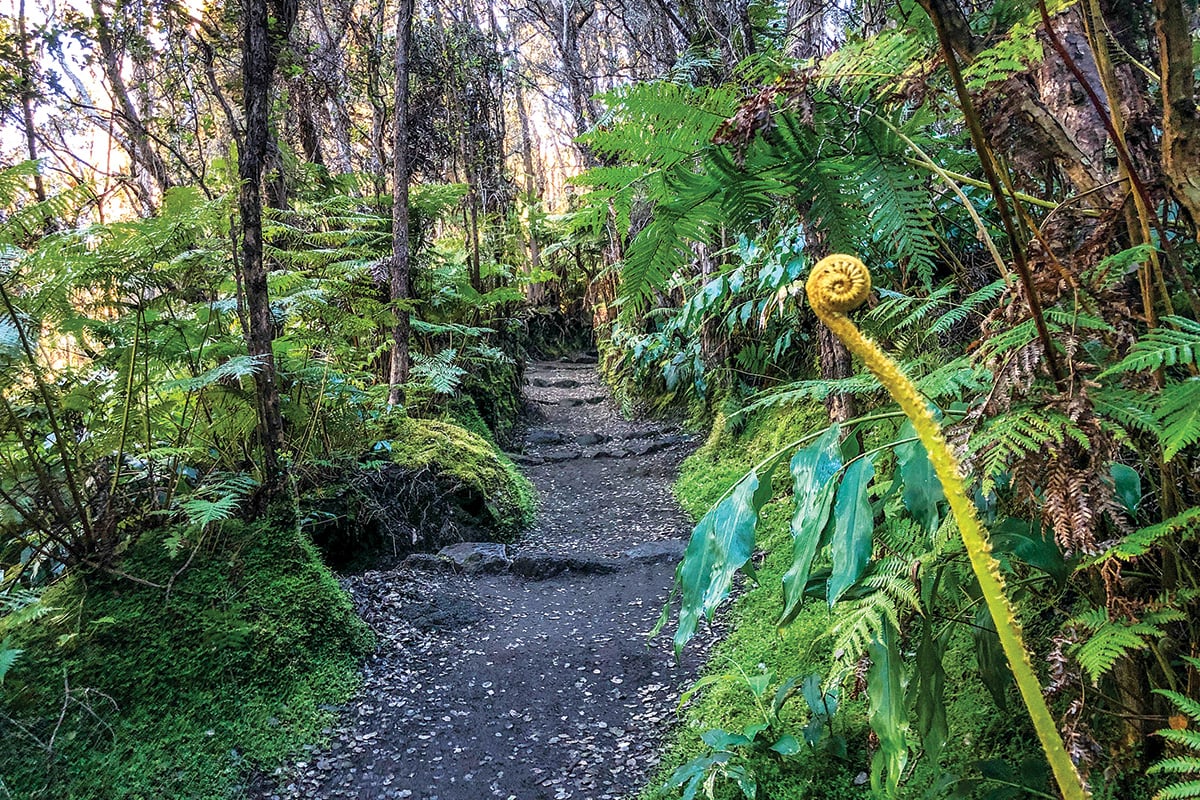 Explore a Hawaiian Forest and Volcanic Caldera on the Kilauea Iki Trail