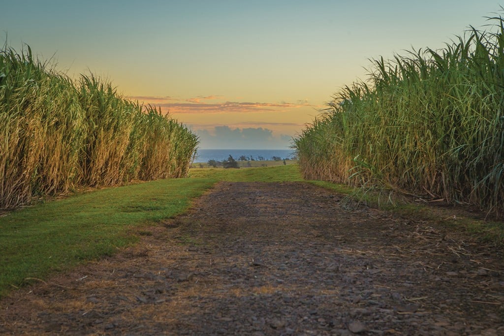 kuleana rum farm