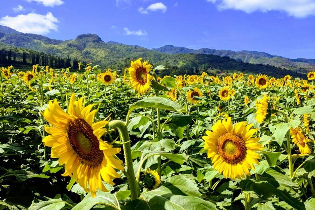 Waialua sunflowers