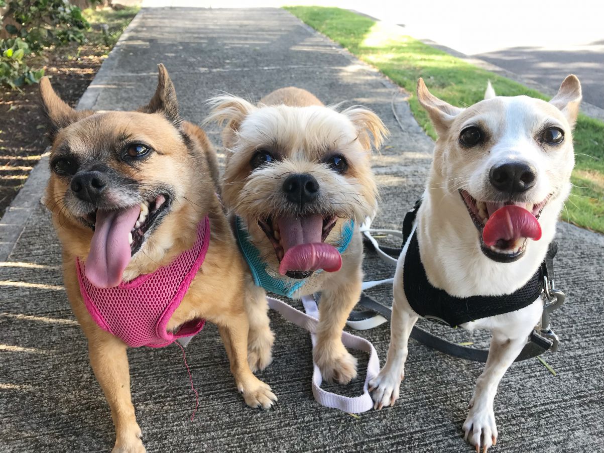 Bill Proposes that Dogs be Allowed in Hawaii Restaurants Hawaii Magazine