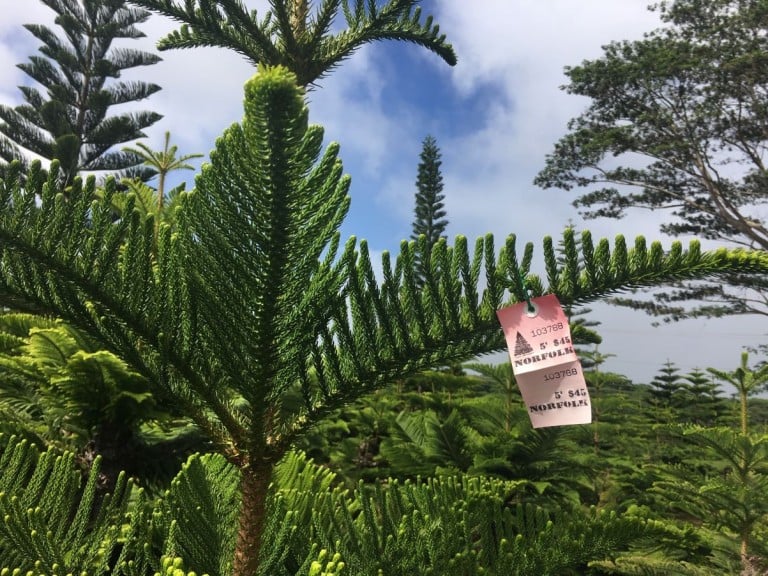 Find the perfect Hawaiian Christmas tree at Helemano Farms Hawaii