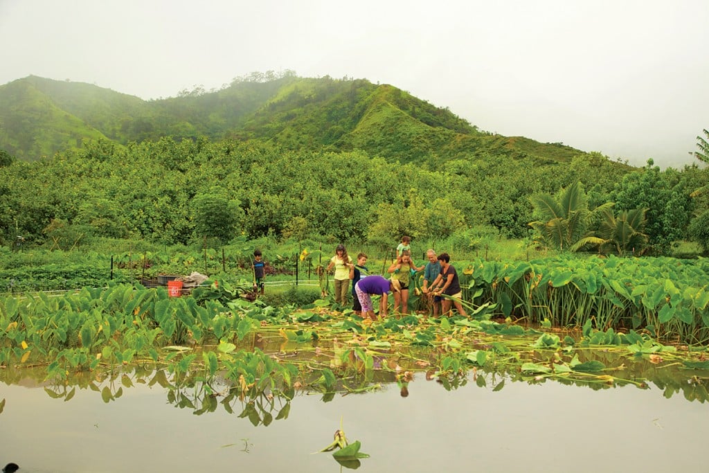 FitFest — Kauai North Shore Community Foundation