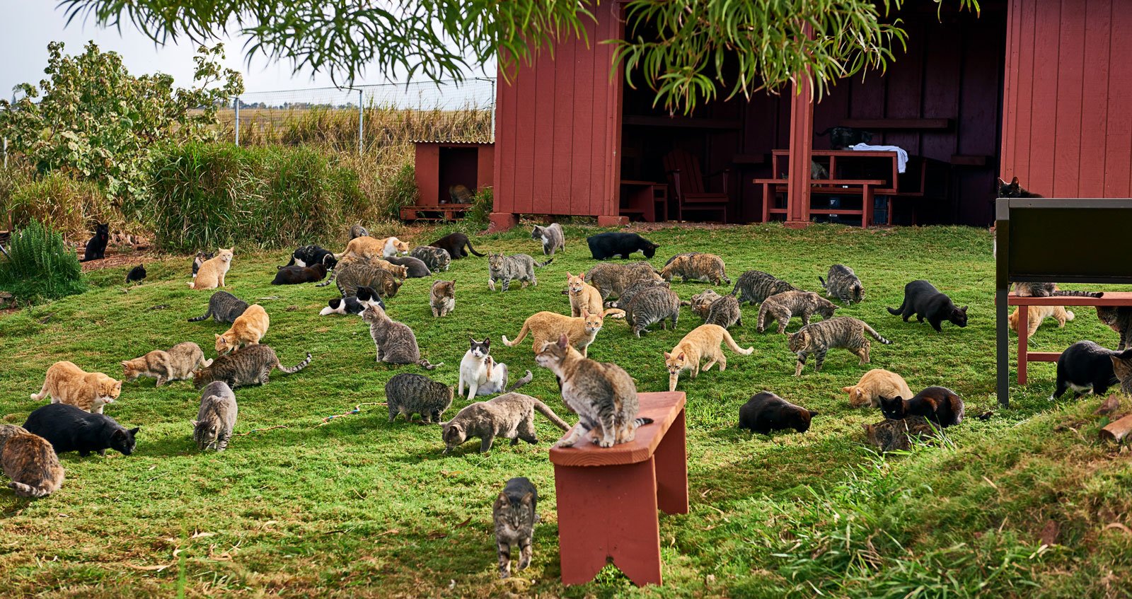 lanai cat sanctuary tour