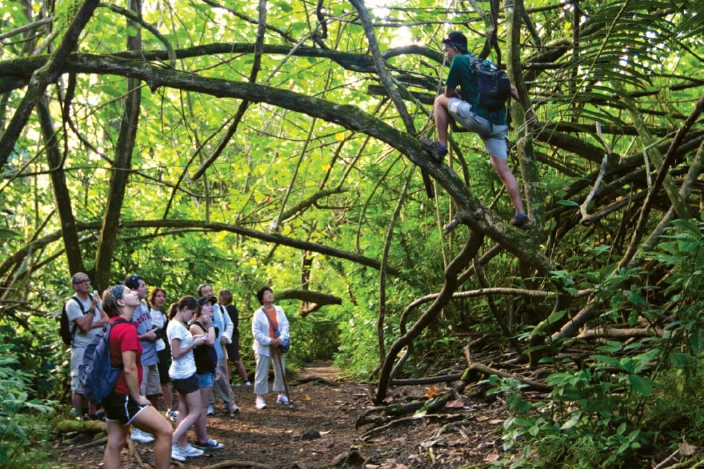 Manoa Falls Trail