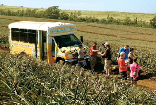 Fields of Gold: A morning on the Maui Gold Pineapple Co. tour - Hawaii ...