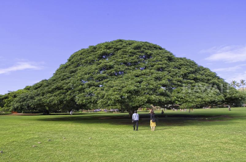 Moanalua Gardens Hitachi Tree