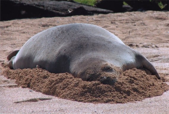 Hawaiian monk seal named Hawaii's state mammal - Hawaii Magazine