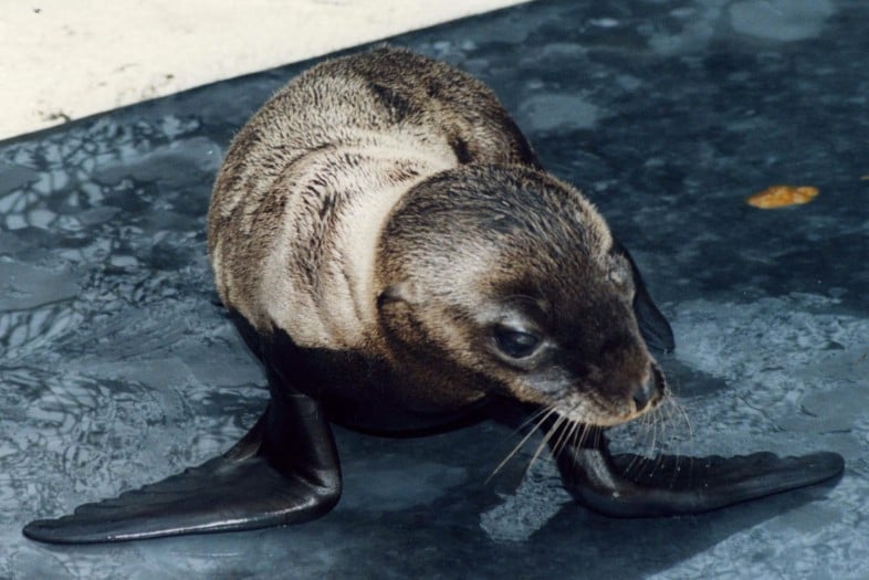 Hawaii's new baby sea lion Hawaii Magazine