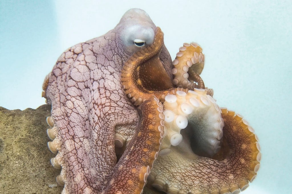 Hang With Hee At The Kanaloa Octopus Farm - Hawaii Magazine