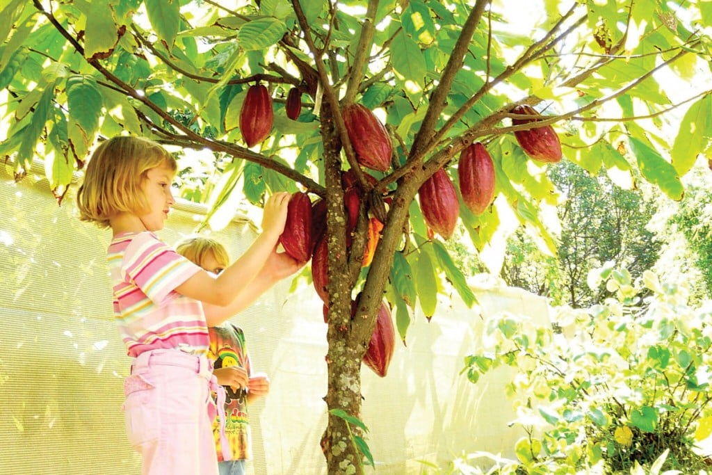 Lydgate Farms on Kauai Cacao