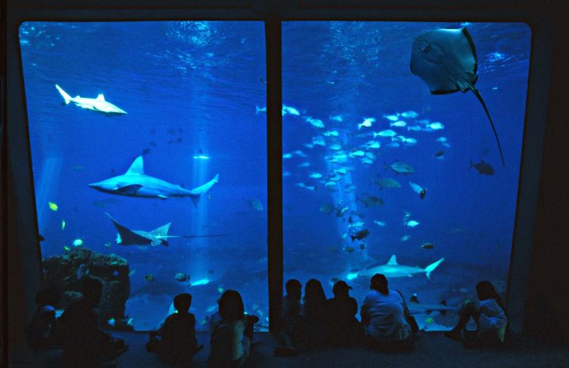 Maui Ocean Center, The Aquarium of Hawaii