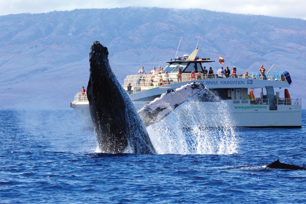 PWF_Marinelife_Whales_Breach039