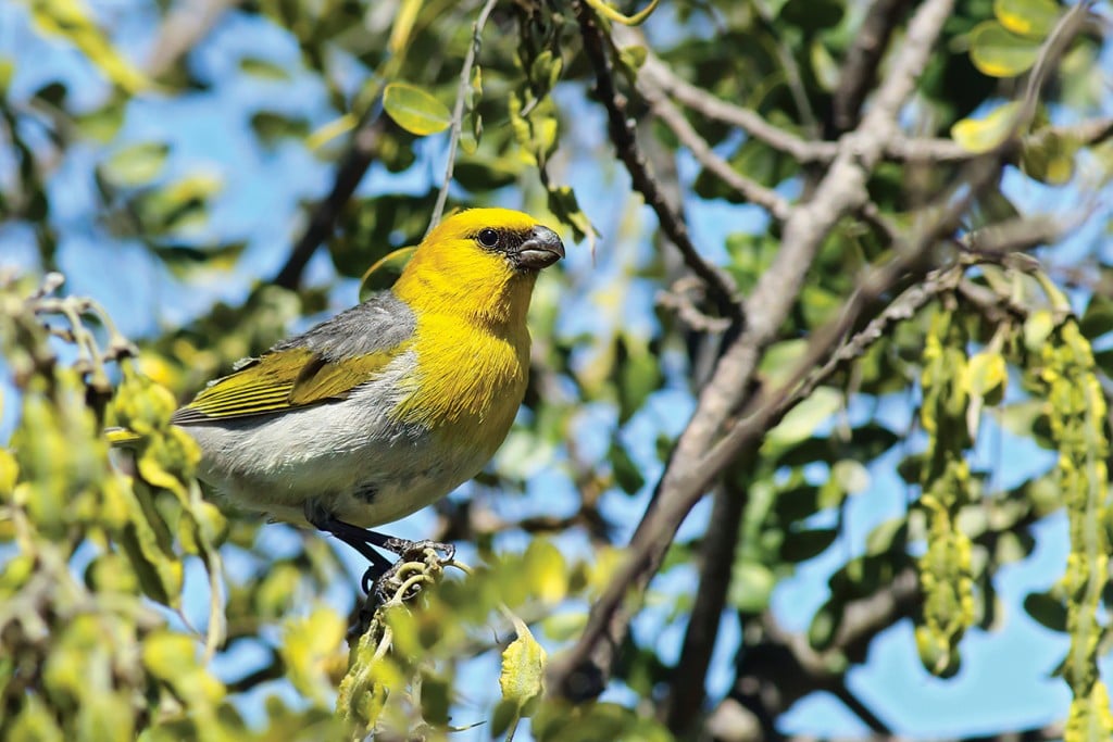 big island birding trail