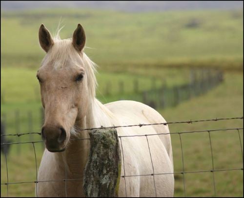 Parker Ranch horse