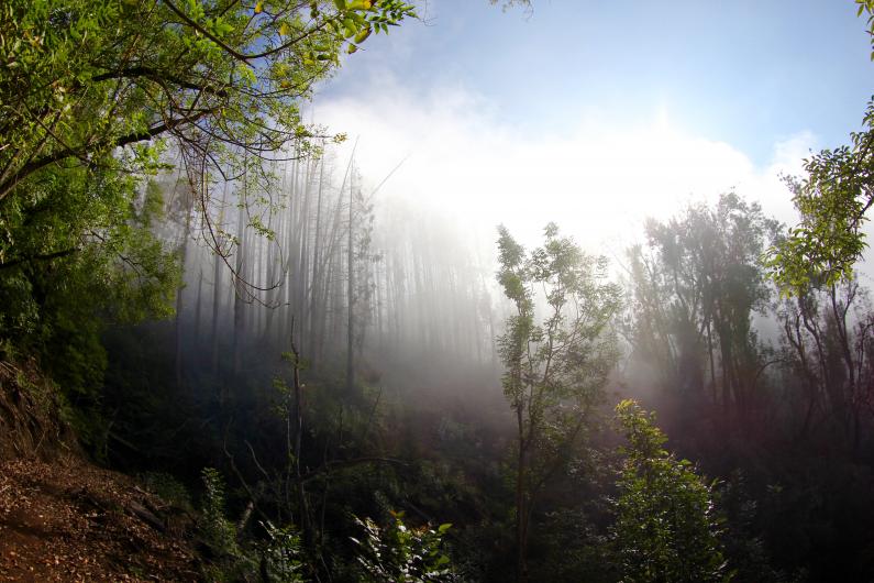 polipoli state trail maui