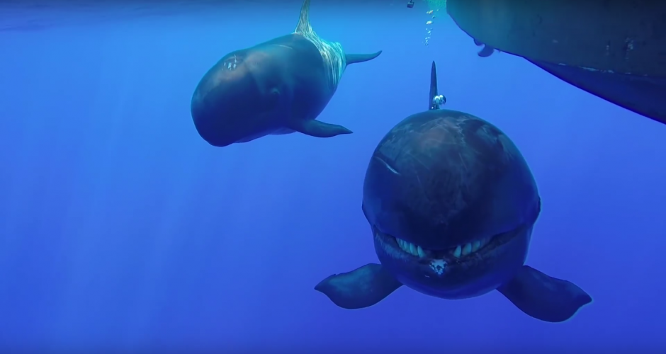 whales-hawaii-false-killer-whales-orcas