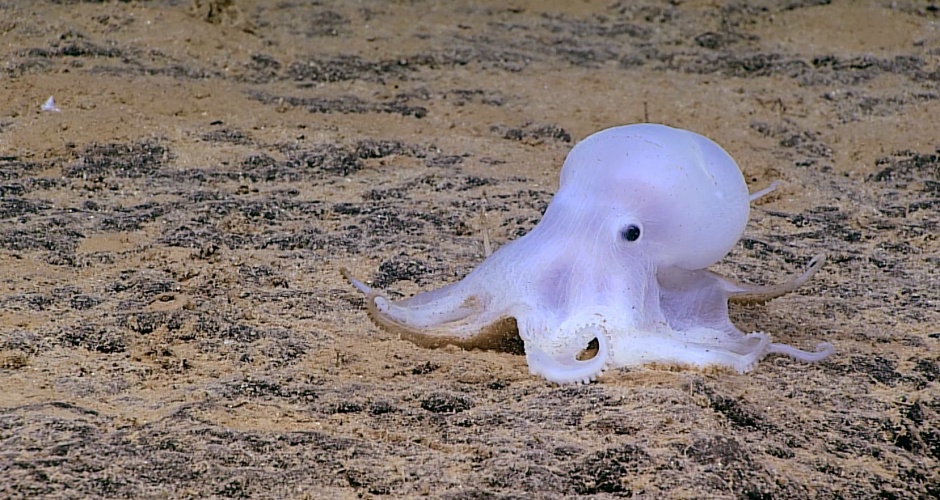 new octopus discovered hawaii