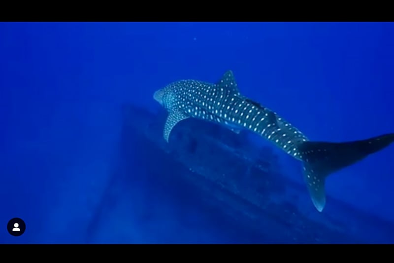 TerryFlanagan-whaleshark