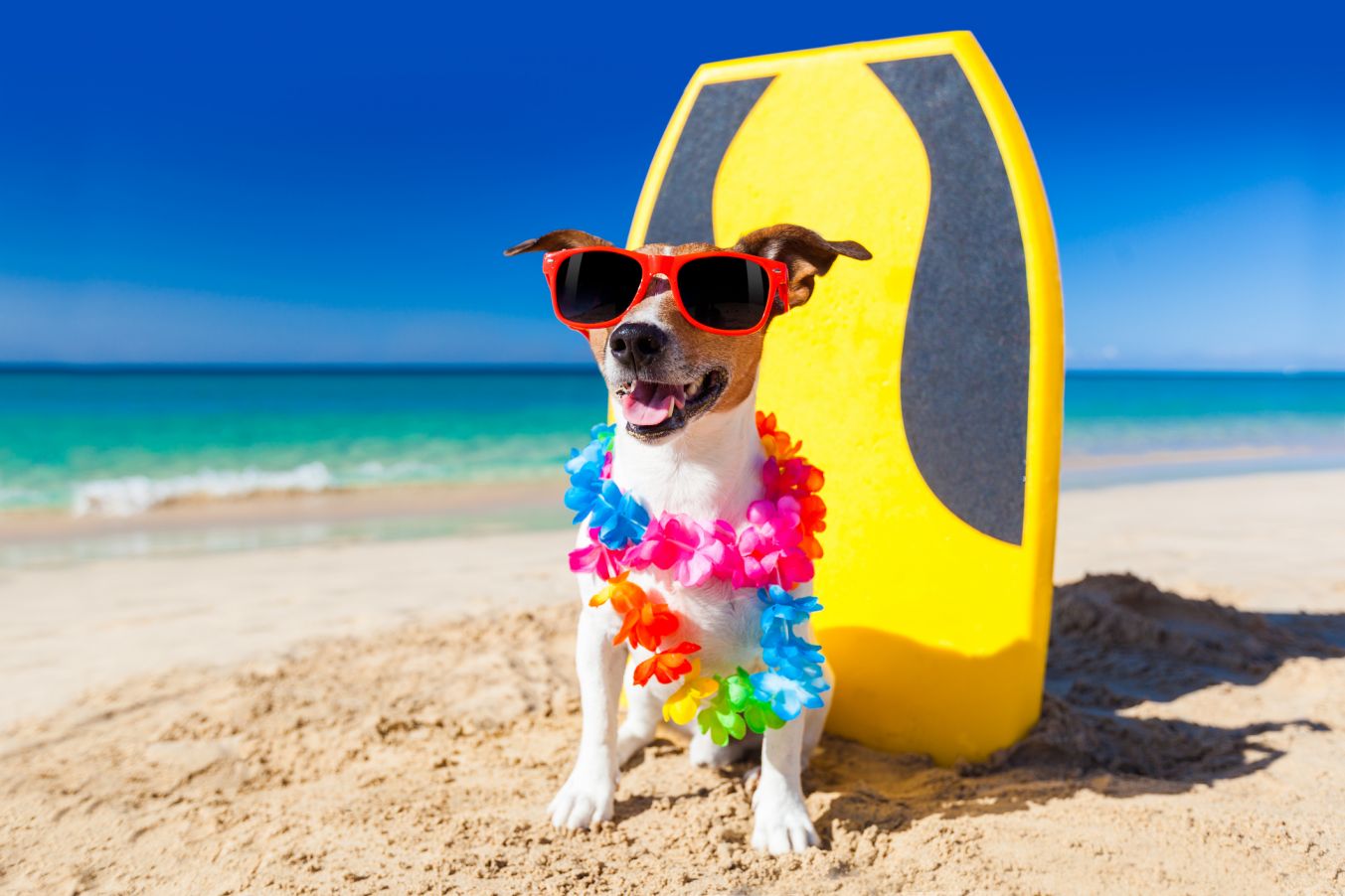 travel to hawaii with a dog