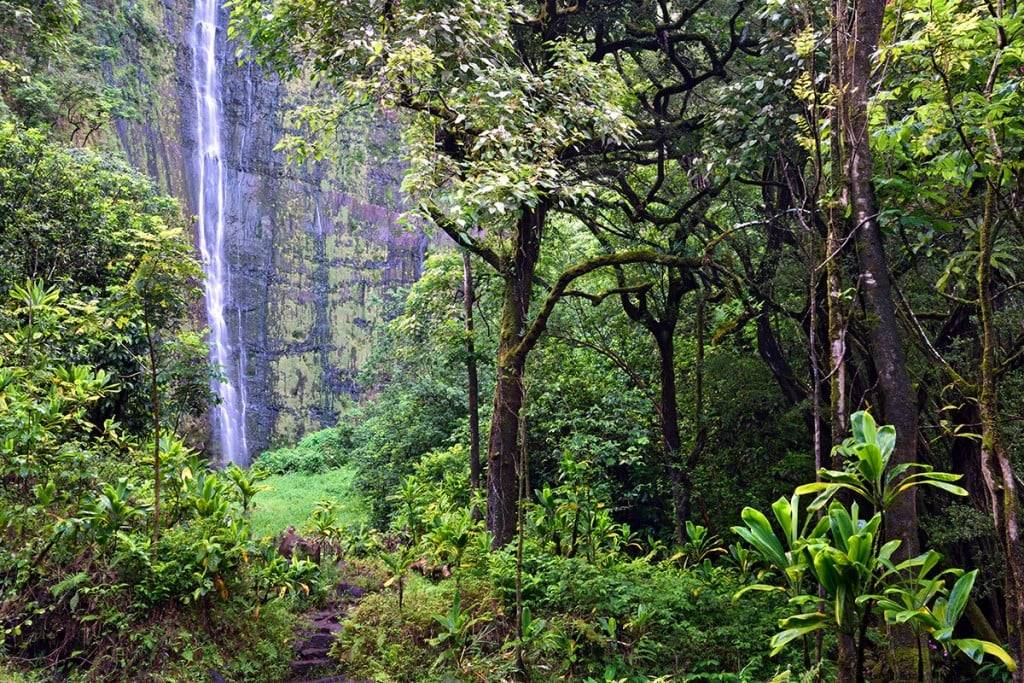 Waimokufalls-7michael-GettyImages-512828266