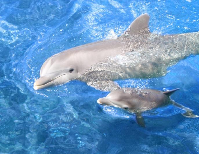 Dolphin baby