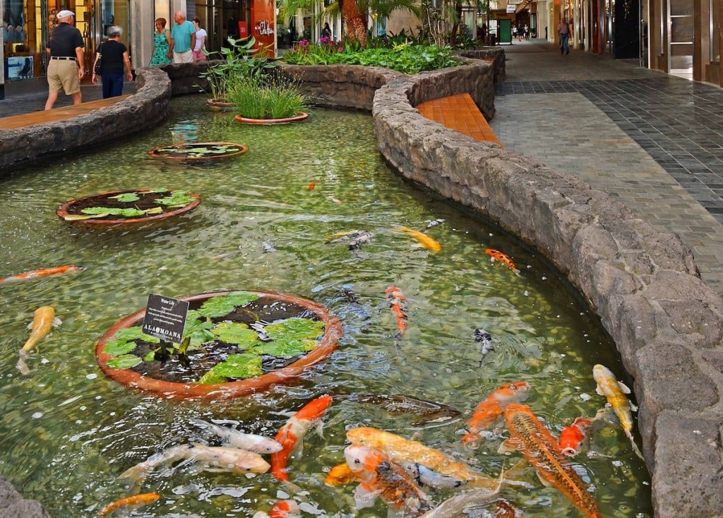 Koi pond shops outlet near me