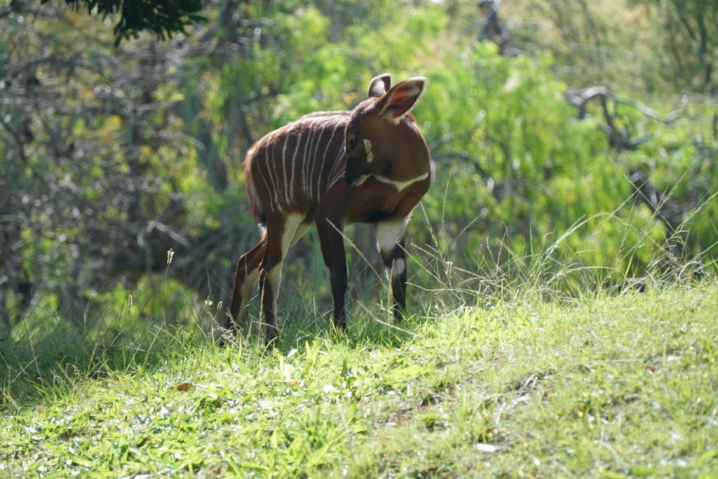 Bongo Antelope