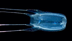 Oahu's monthly box jellyfish visits explained - Hawaii Magazine