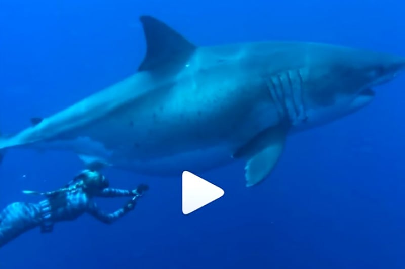 pregnant great white shark